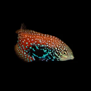 Vermiculated Leopard Wrasse